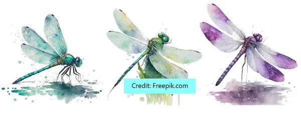The Delightful Dragonfly